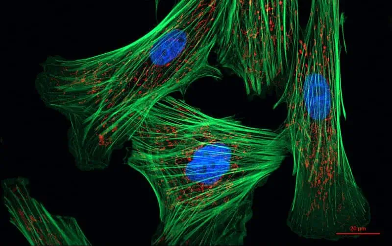 Ein Bild aus grünen und blauen Zellen, das die lebendige Welt der Sportosteopathie darstellt.