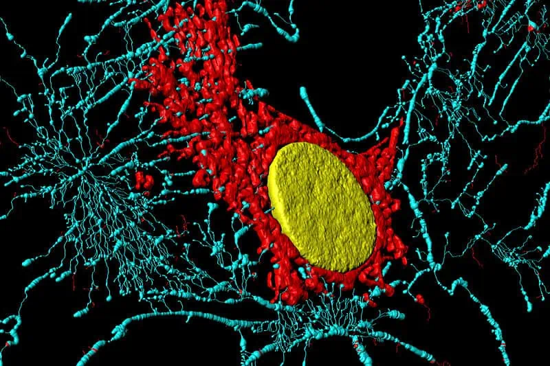 Ein Bild einer Zelle mit einem gelben Punkt darauf, der Sportosteopathie hervorhebt.