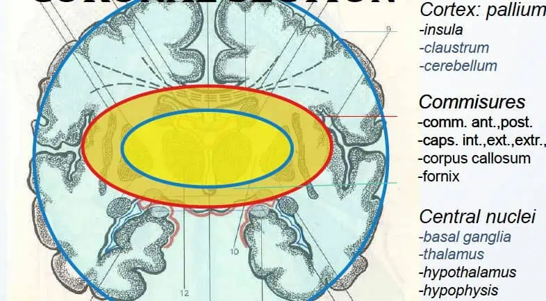 Ein Diagramm des Zentralnervensystems, das seine wesentlichen Komponenten und Verbindungen hervorhebt. Das Diagramm bietet eine umfassende visuelle Darstellung des komplexen neuronalen Netzwerks im Körper und zeigt seine Rolle bei der Übertragung lebenswichtiger Informationen