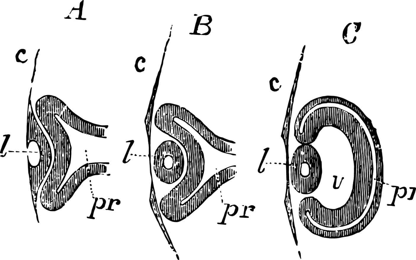 Eine Schwarz-Weiß-Zeichnung eines Auges mit sportosteopathischen Elementen.