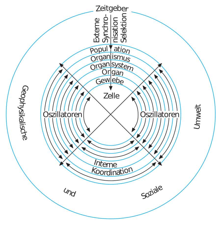 Ein Diagramm eines Kreises, der Konzepte im Zusammenhang mit der Osteopathie Hamburg veranschaulicht.