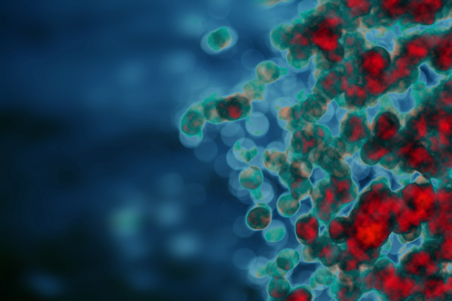 Mikroskopische Ansicht von mit fluoreszierendem Farbstoff hervorgehobenen Zellen, die die Erneuerung des Immunsystems zeigen.