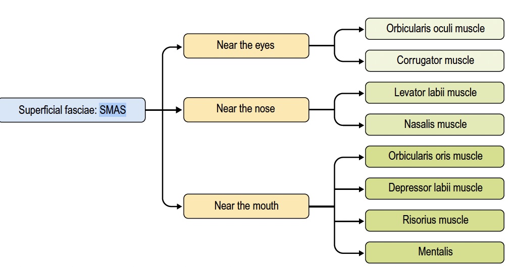 Diagramm, das die Klassifizierung der Gesichtsmuskeln zeigt, die mit der Faszie des oberflächlichen muskuloaponeurotischen Systems verbunden sind, kategorisiert nach ihrer Nähe zu Augen, Nase und Mund.